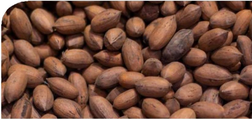 Granos de cacao colombiano